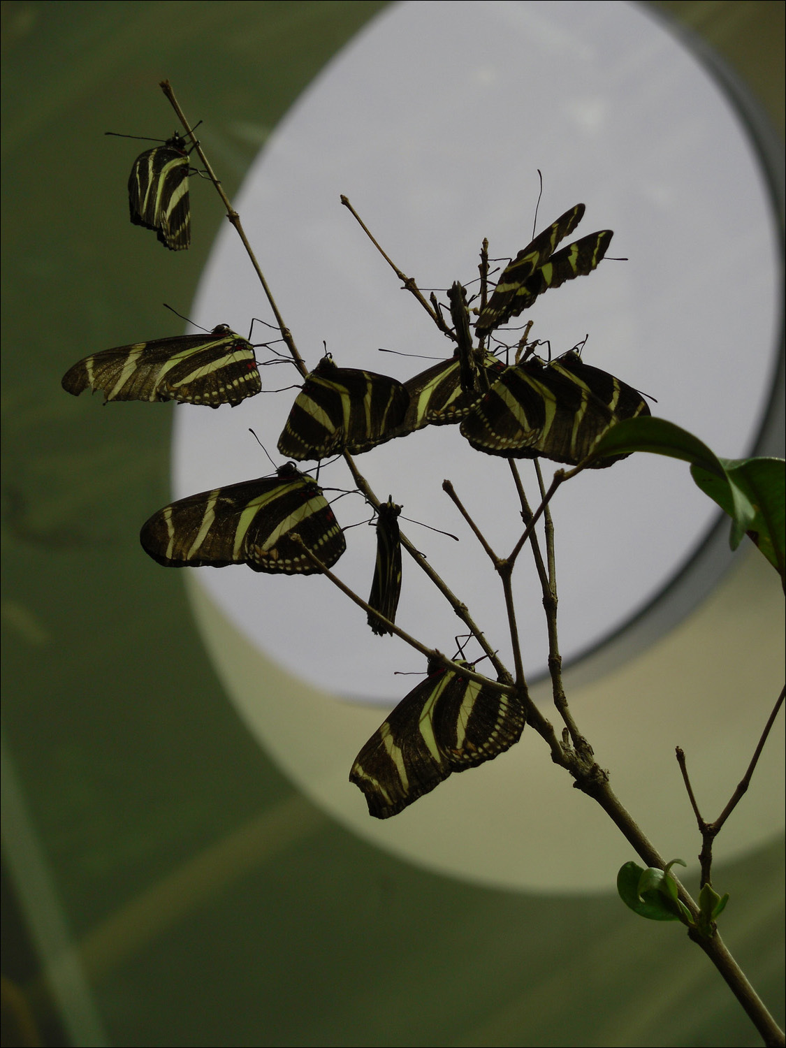 rainforest butterflies